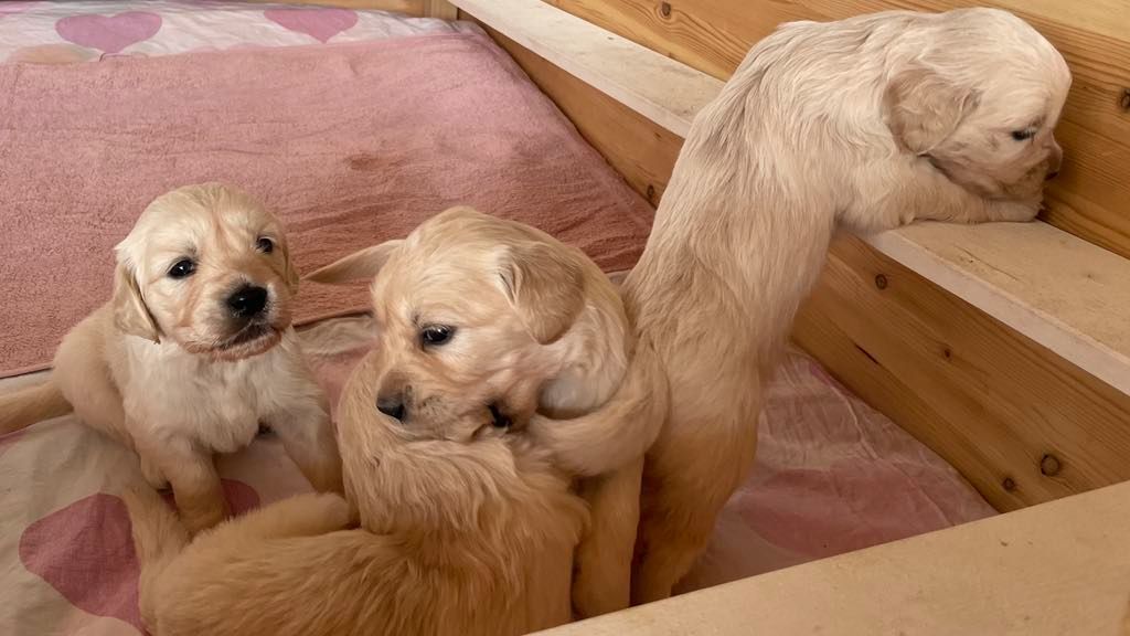 Golden retriever