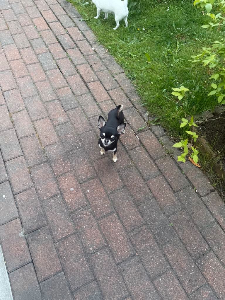 Chihuahua korthåret