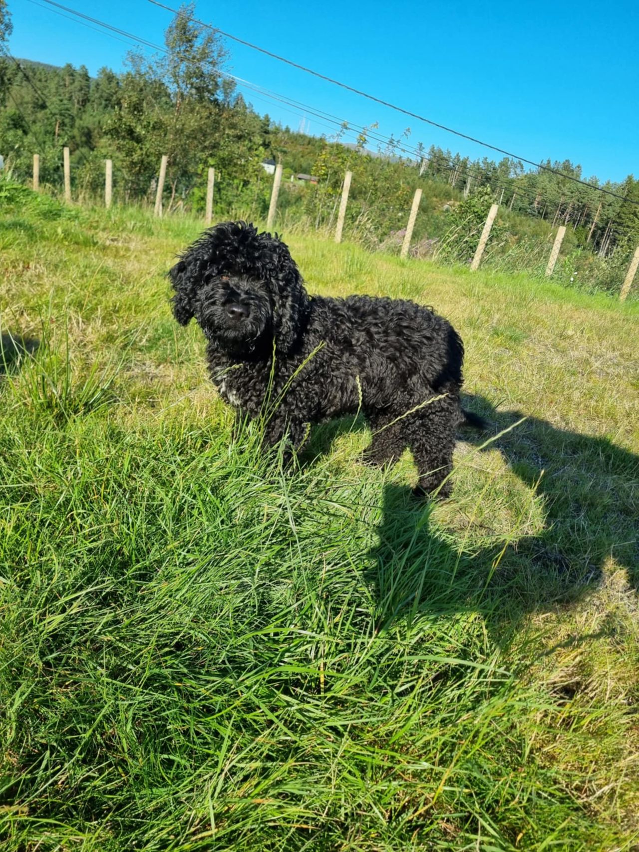 Spansk vannhund