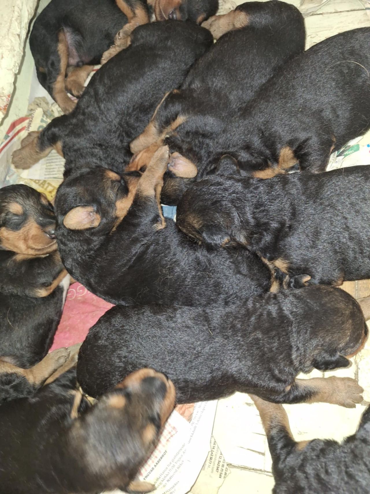 Airedale terrier