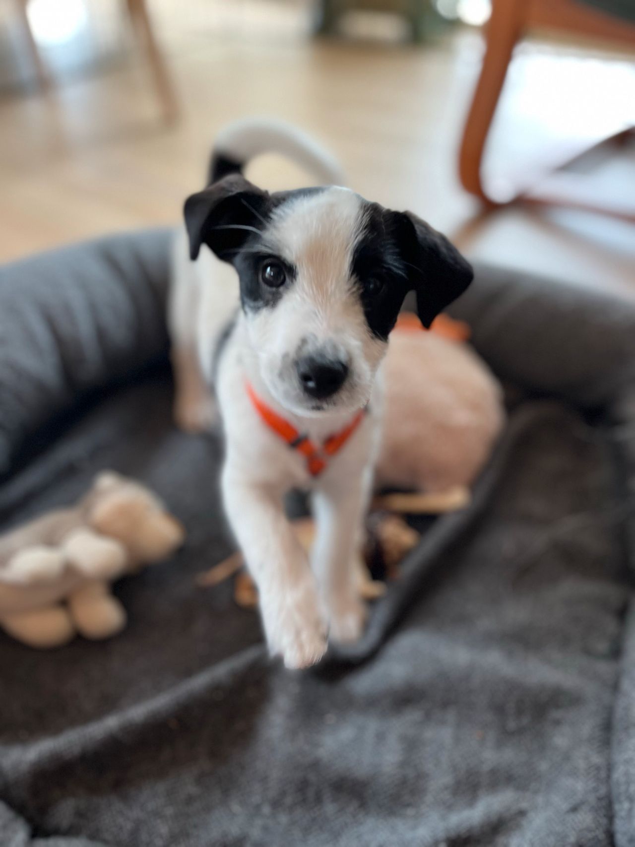 Jack russell terrier