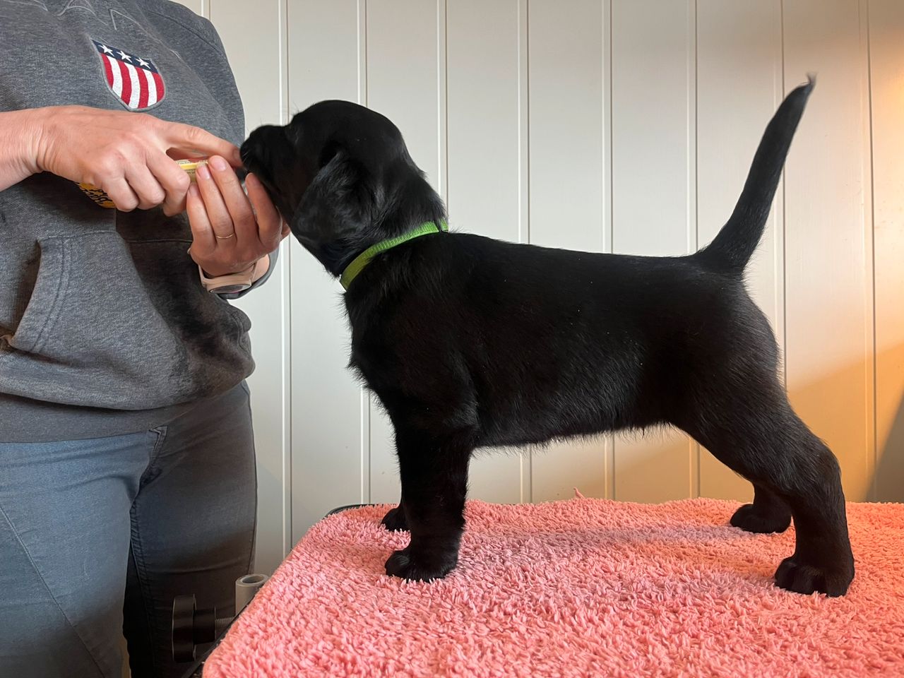 Labrador retriever