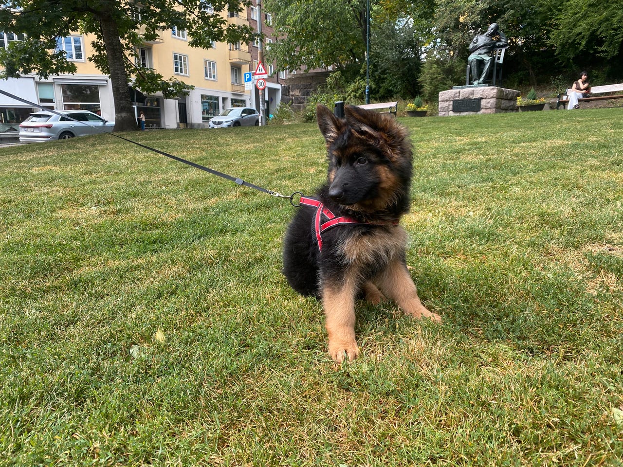 Schäferhund langhår