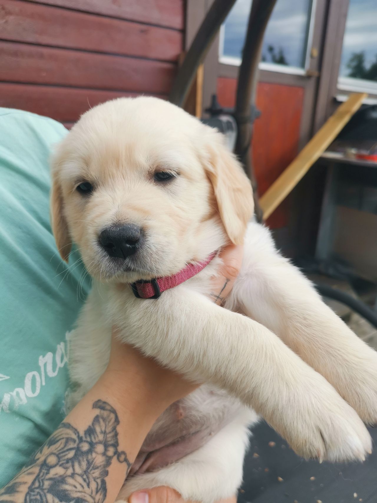 Golden retriever