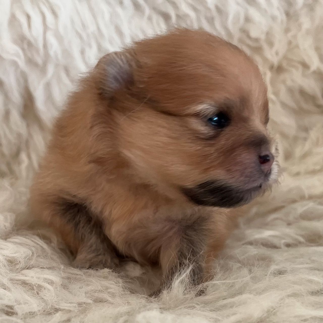 Pomeranian