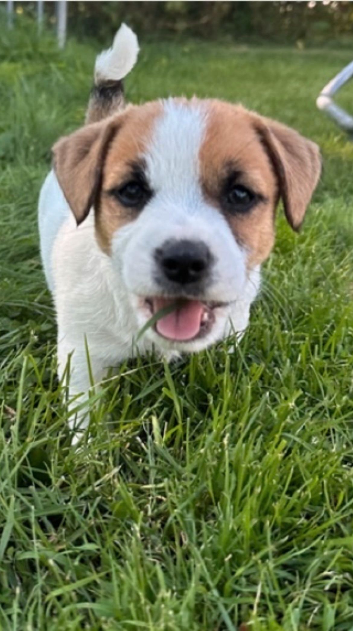 Jack russell terrier