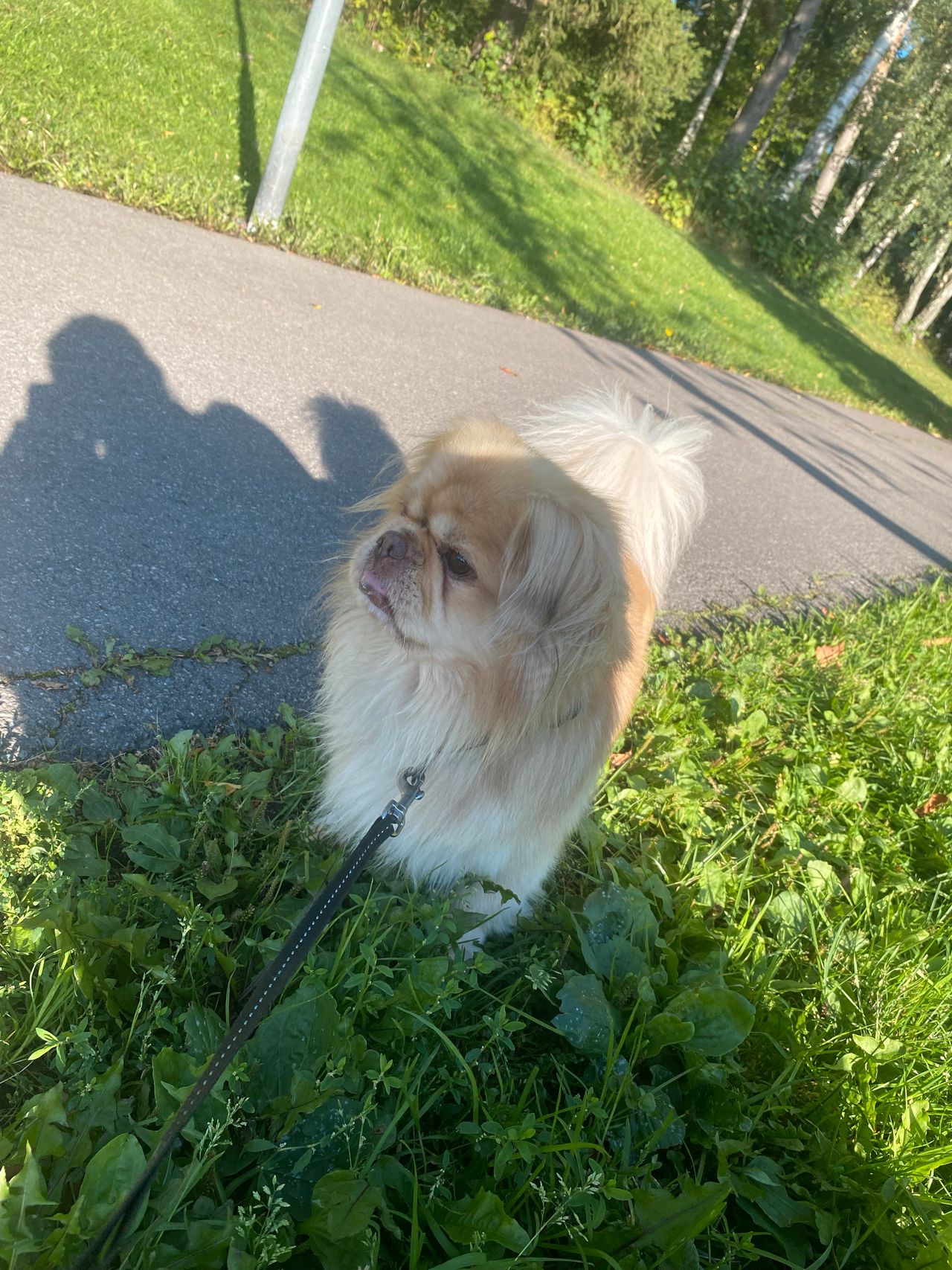 Pekingeser