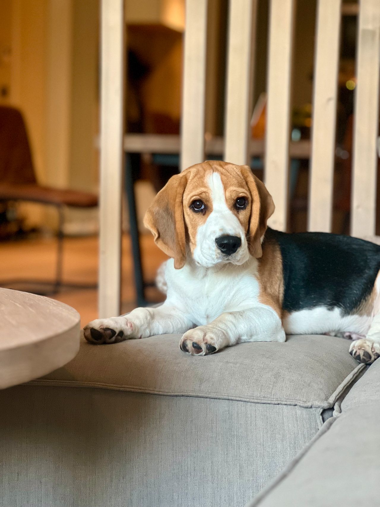 Beagle