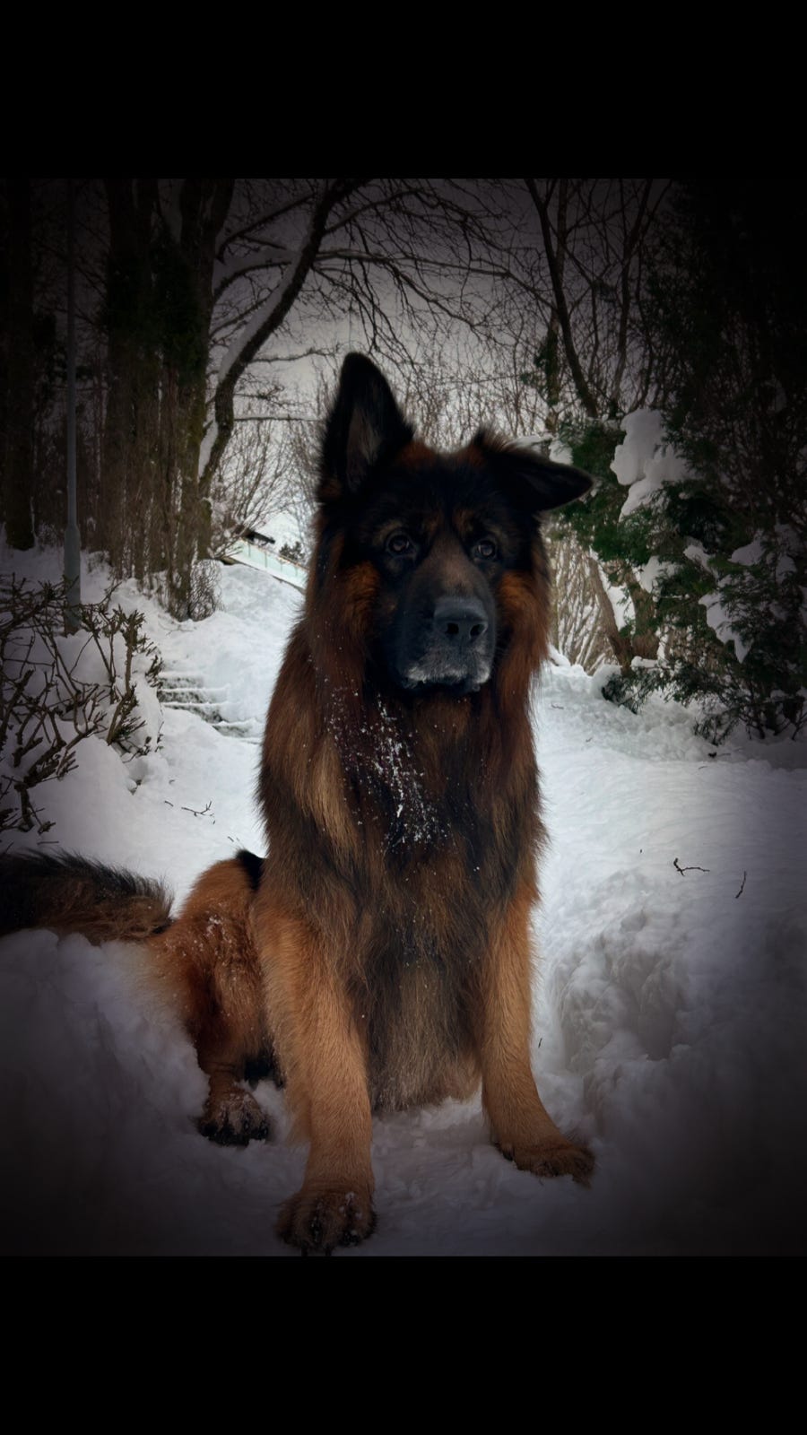 Schäferhund langhår