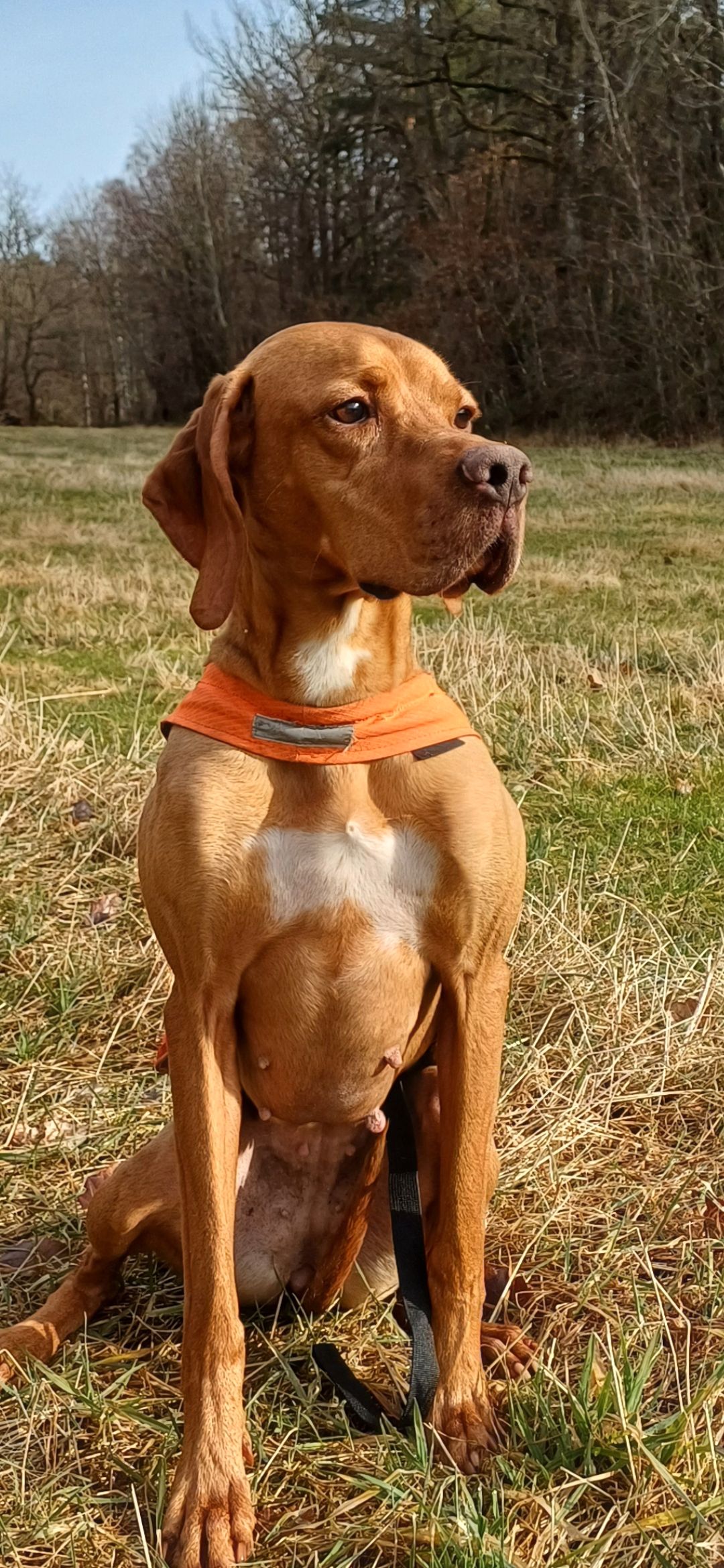 Pointer