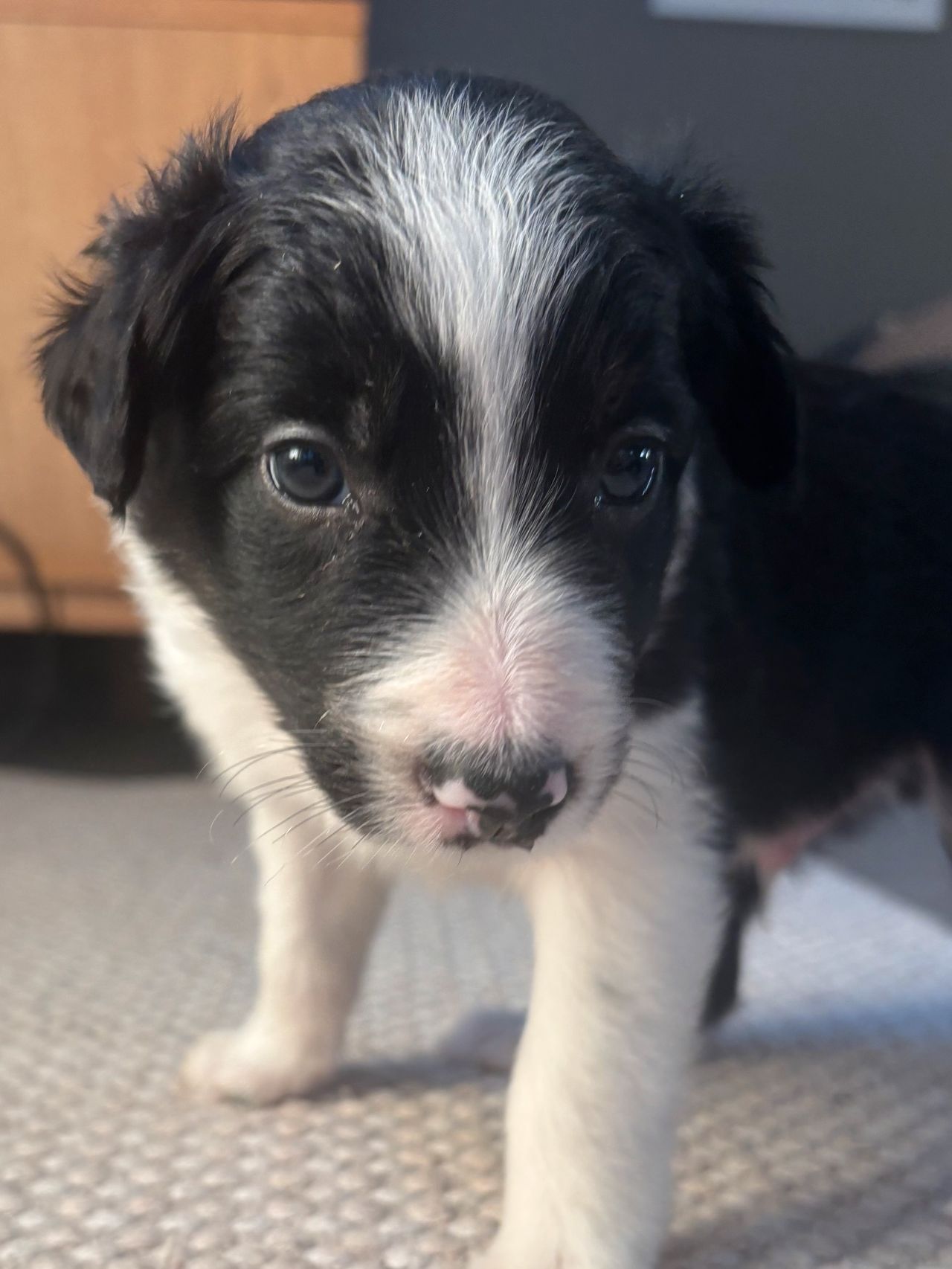 Border collie