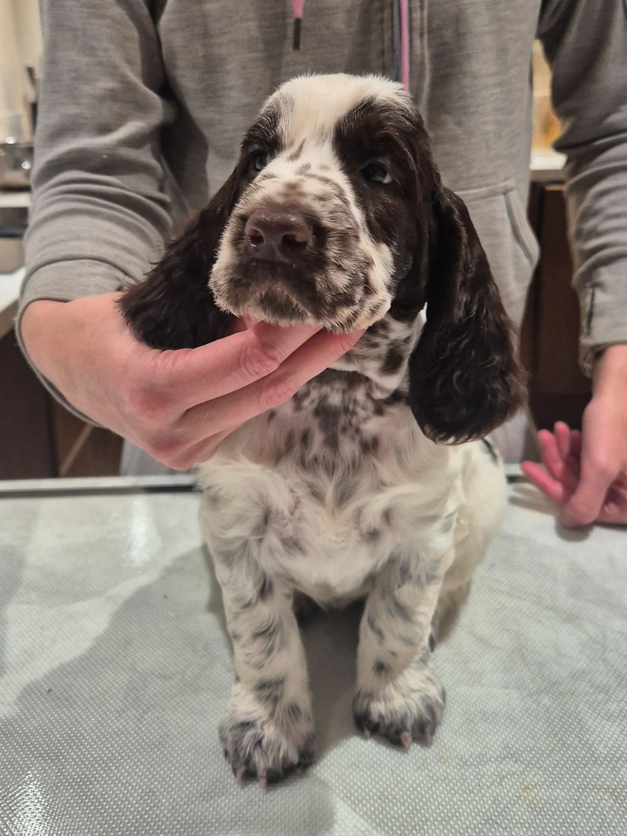 Engelsk springer spaniel