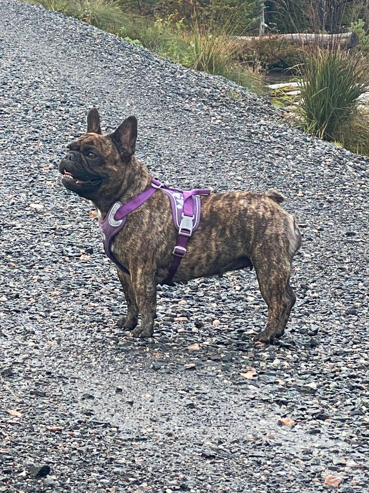 Fransk bulldog