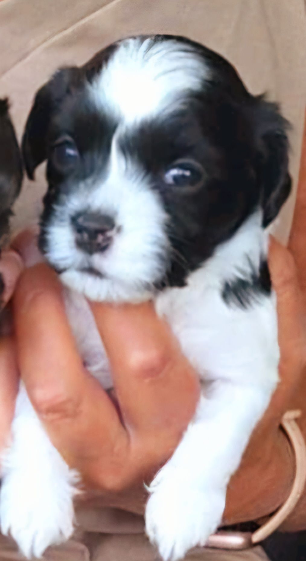 Bichon havanais