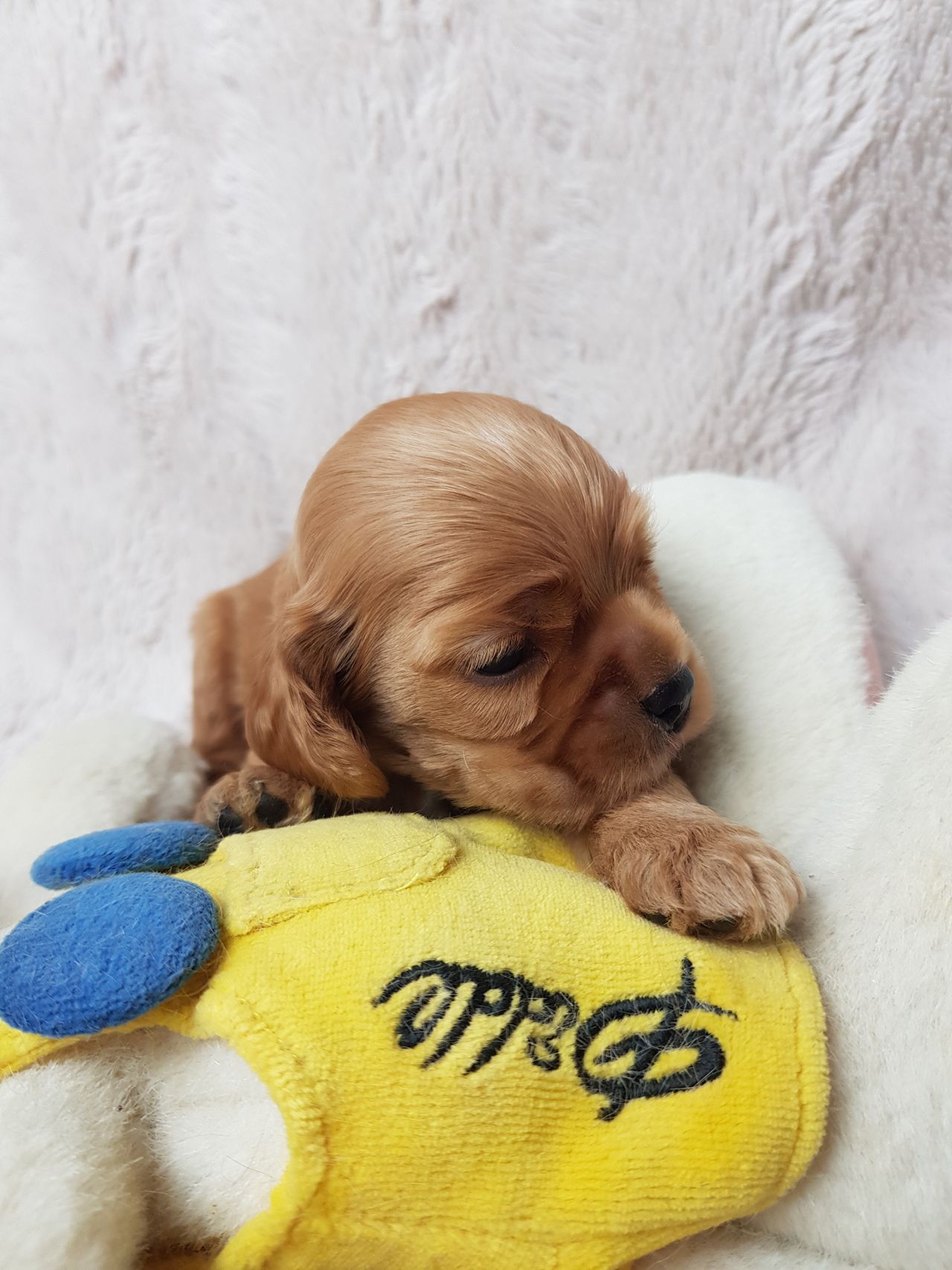Amerikansk cocker spaniel