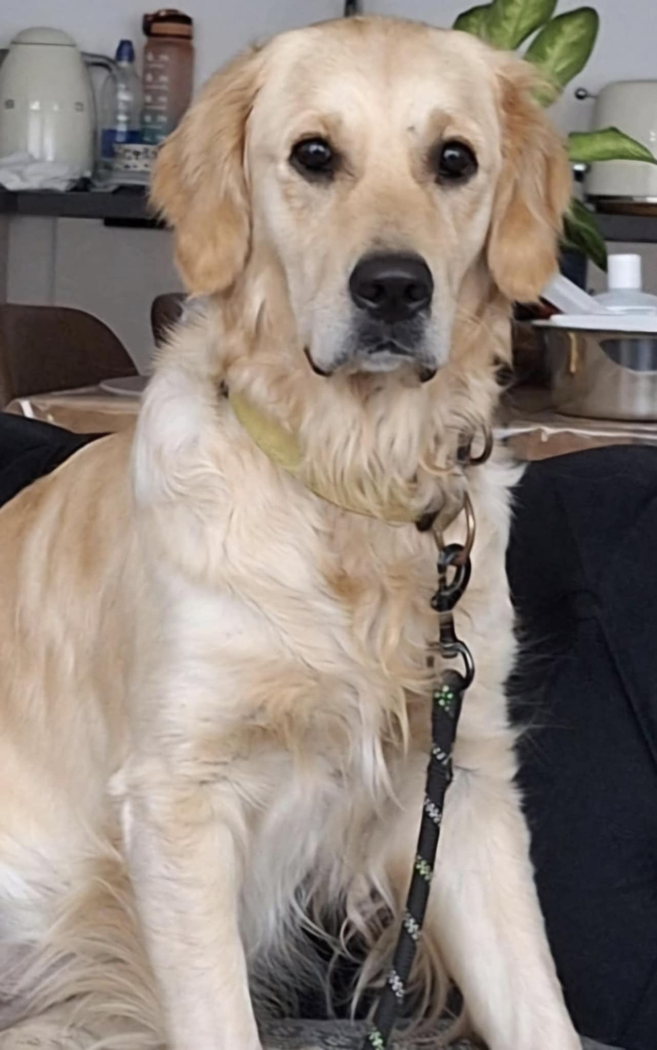 Golden retriever