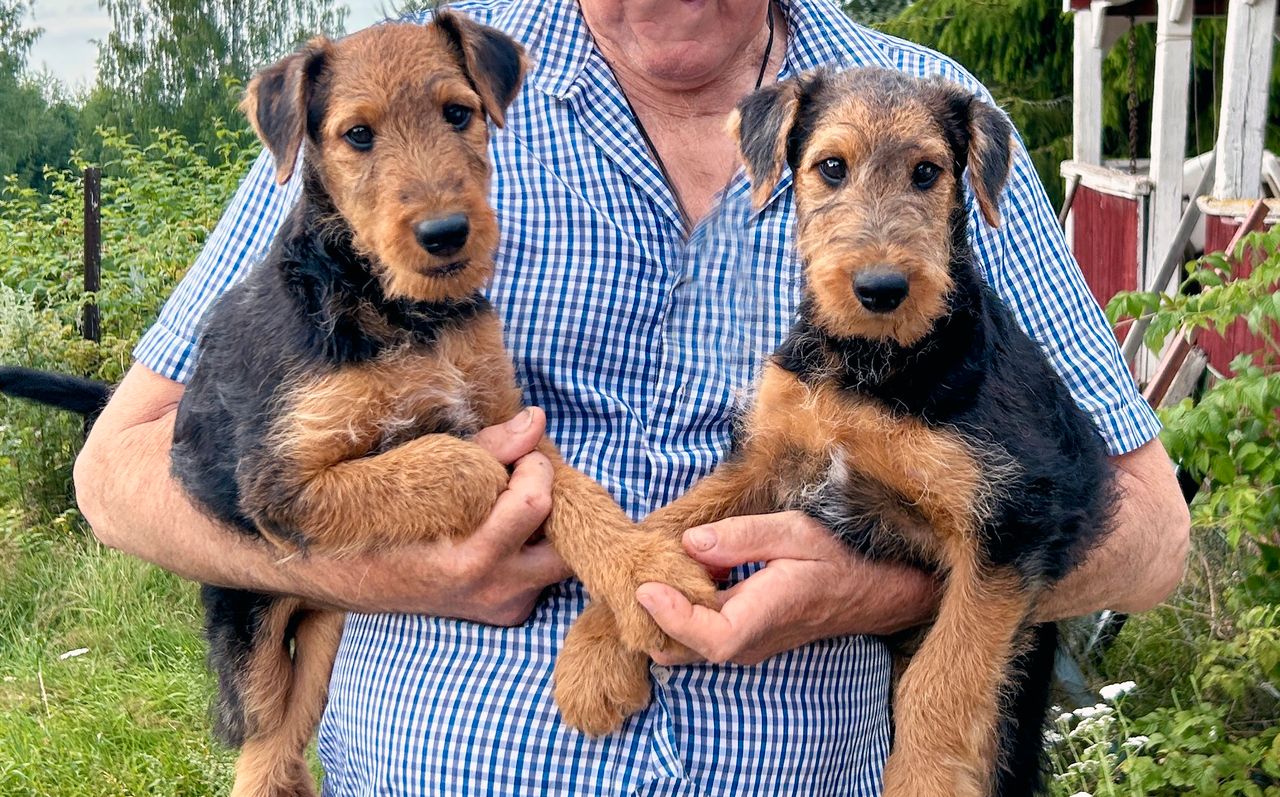 Airedale terrier