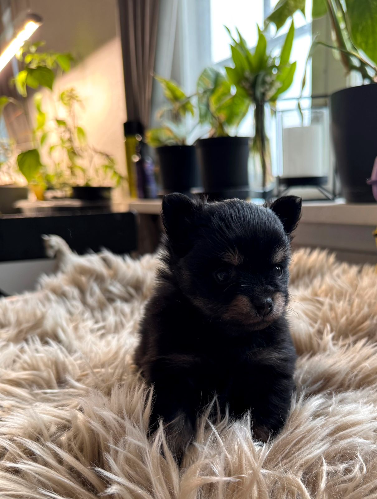 Pomeranian