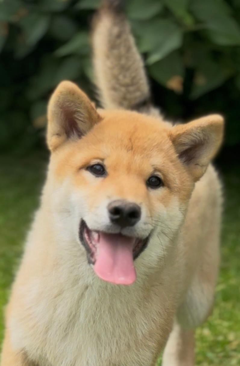 Shiba