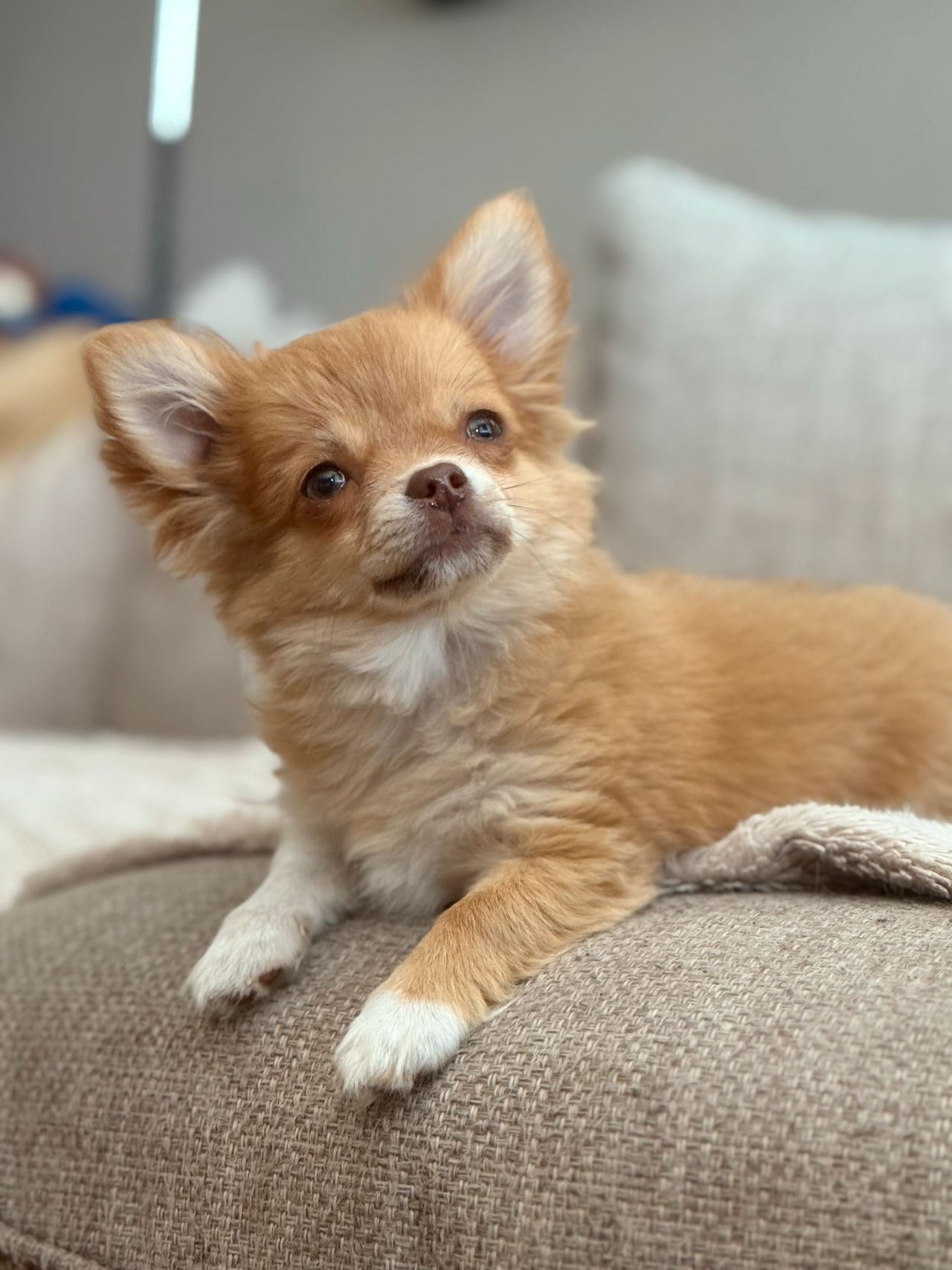 Chihuahua langhåret
