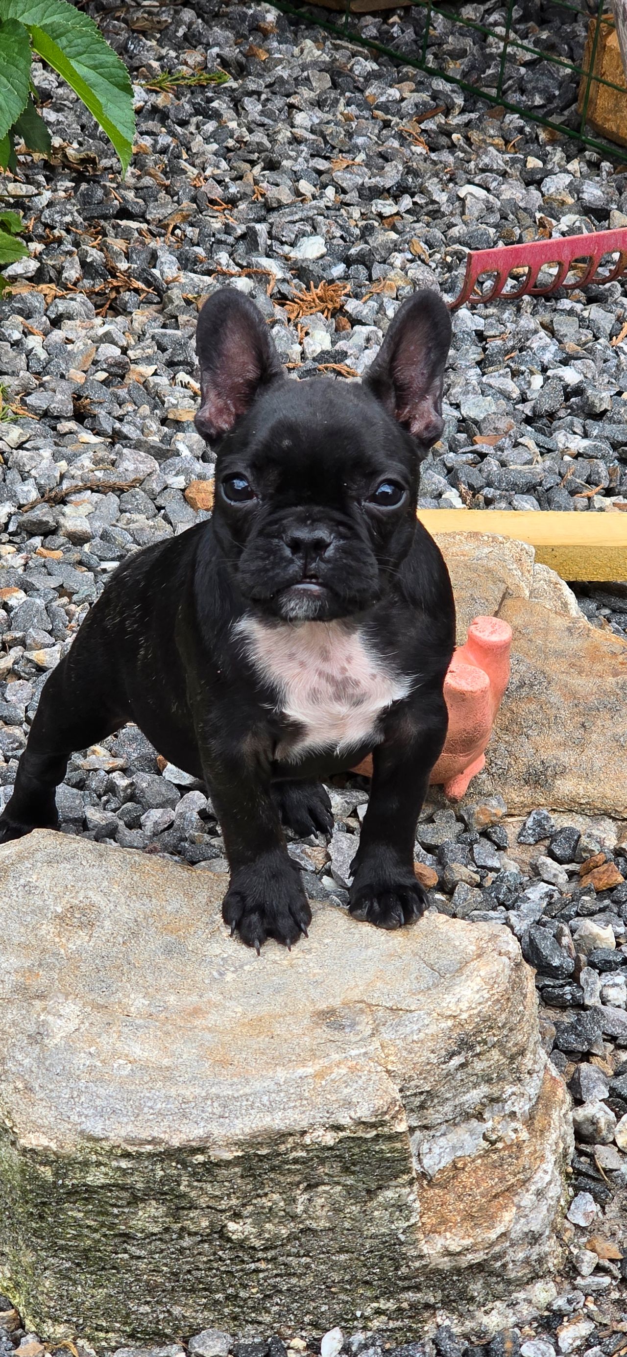 Fransk bulldog