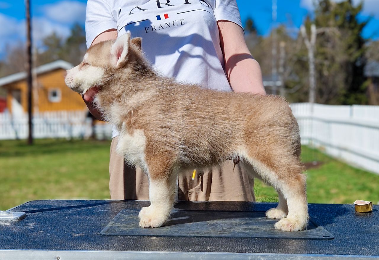 Siberian husky