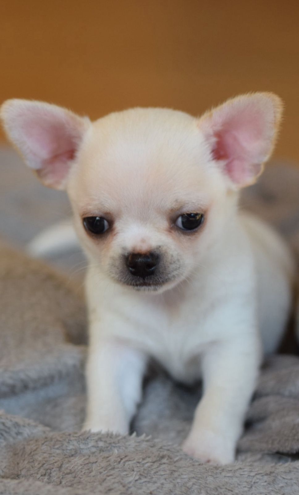 Chihuahua korthåret