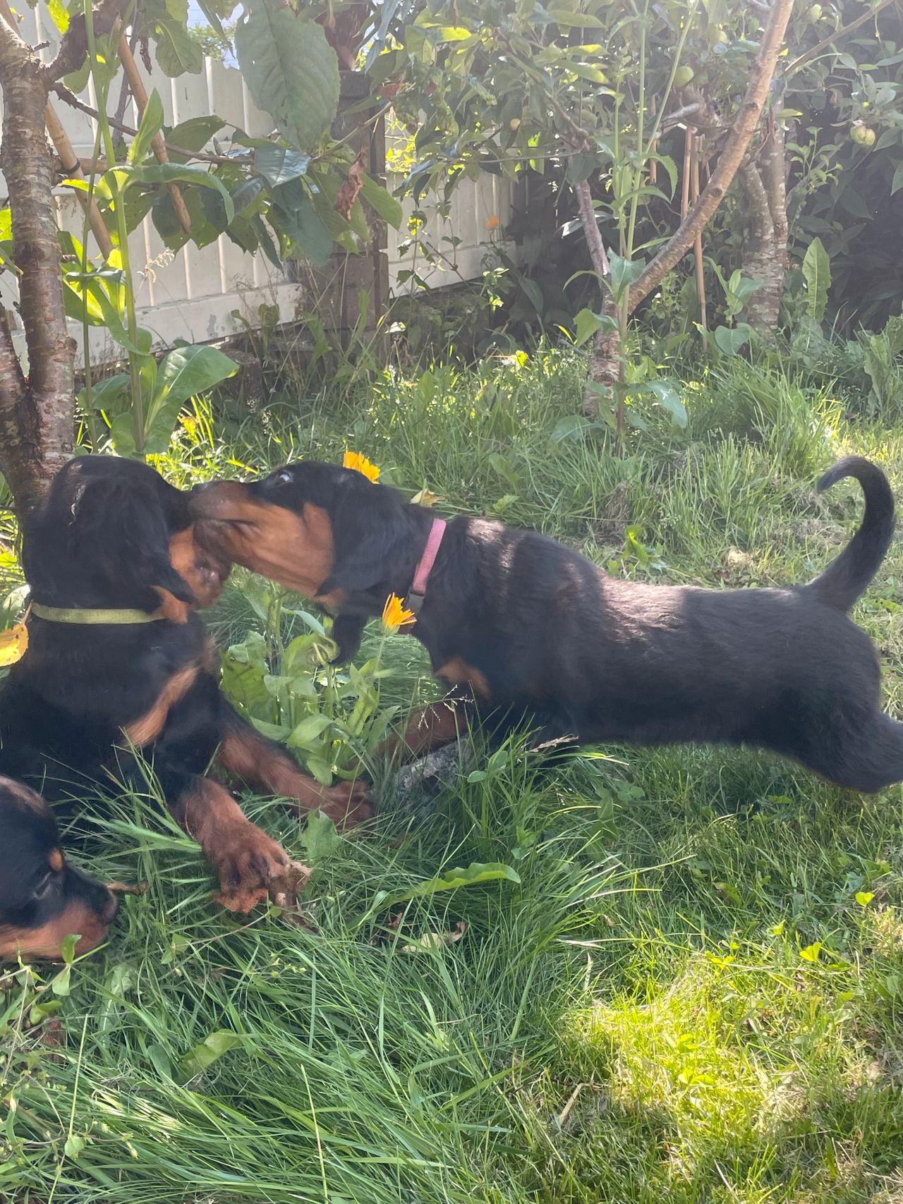 Gordon setter