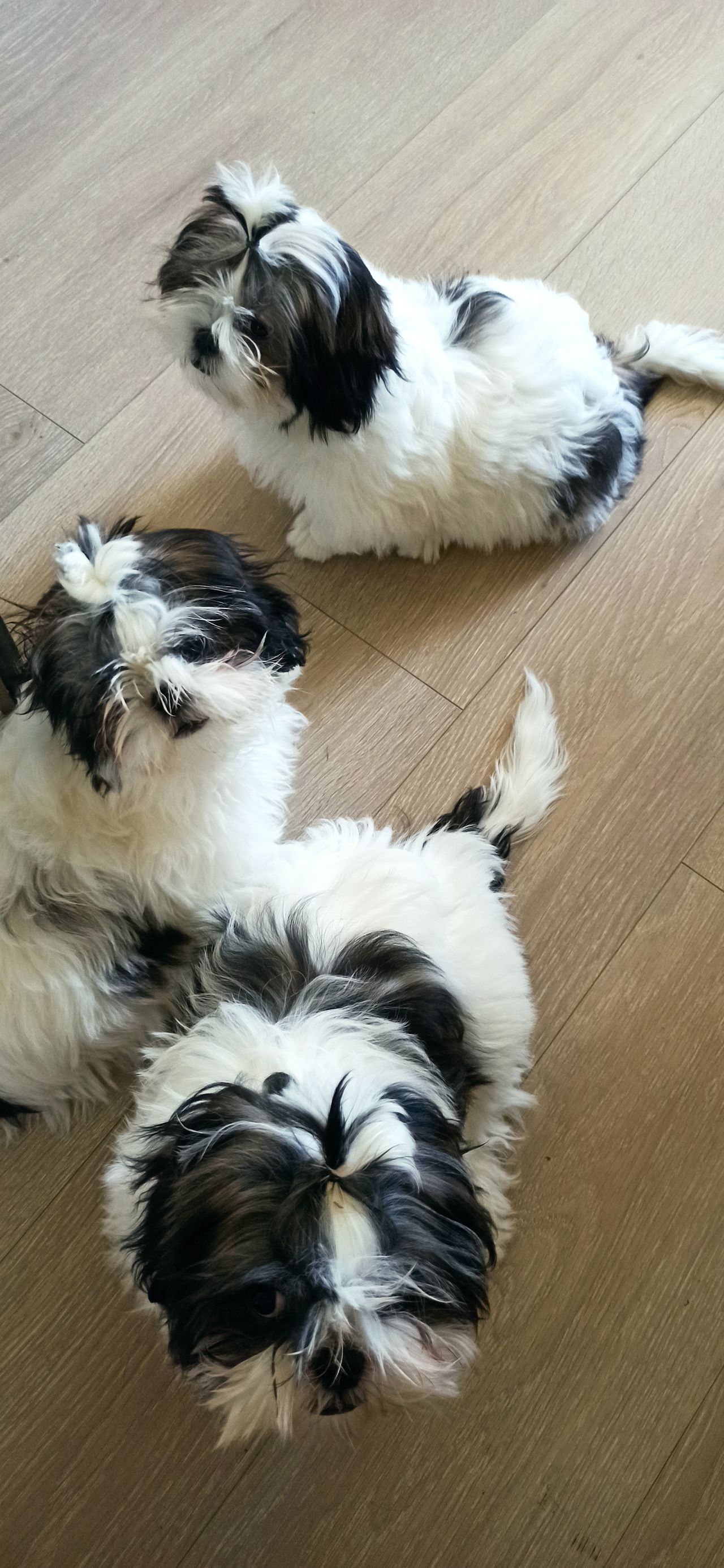 Shih tzu