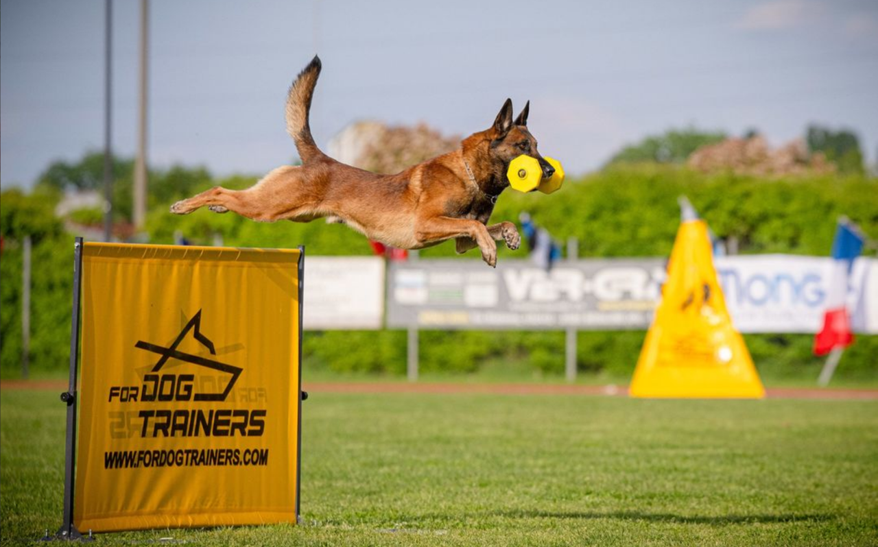 Belgisk fårehund, malinois