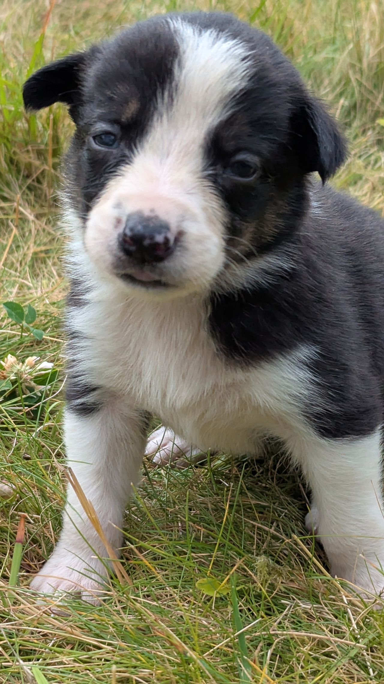 Border collie