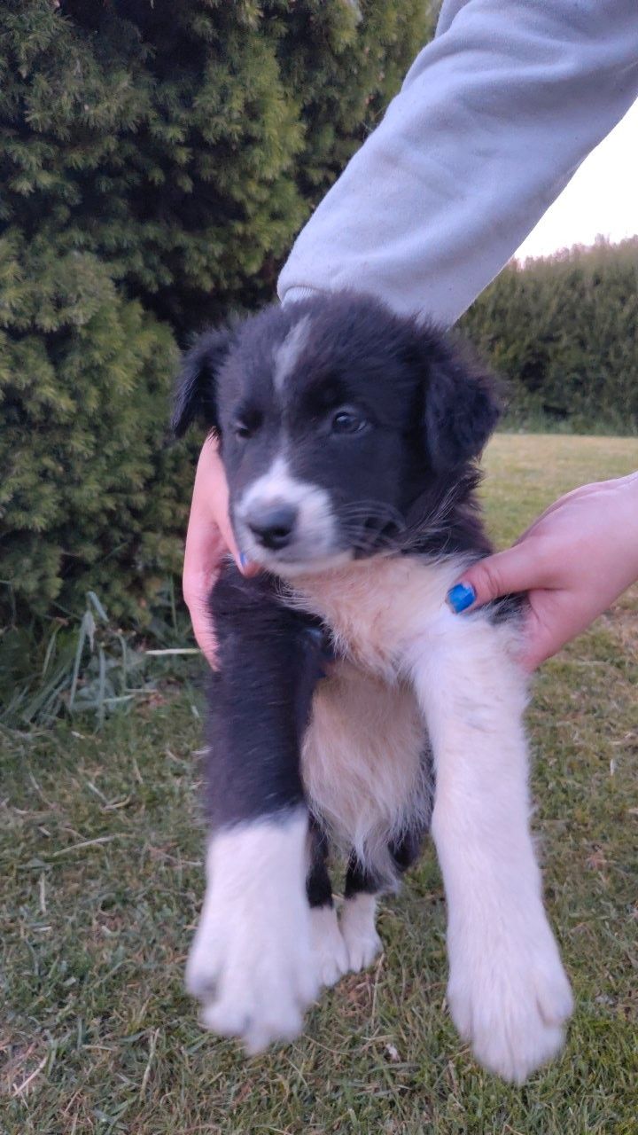 Border collie