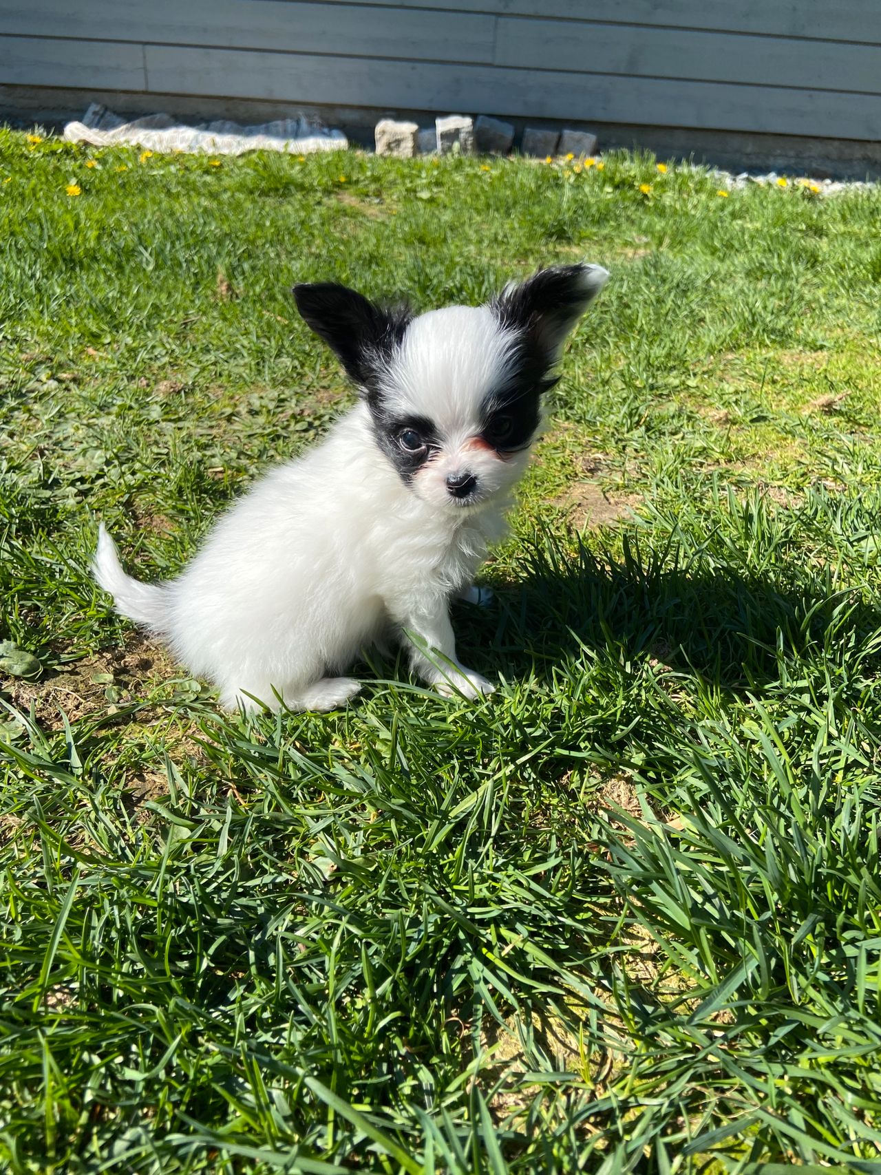 Papillon