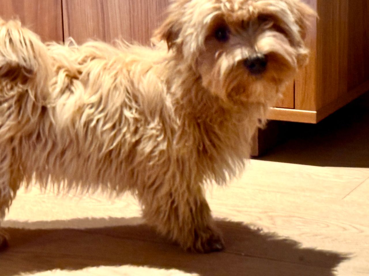 Bichon havanais