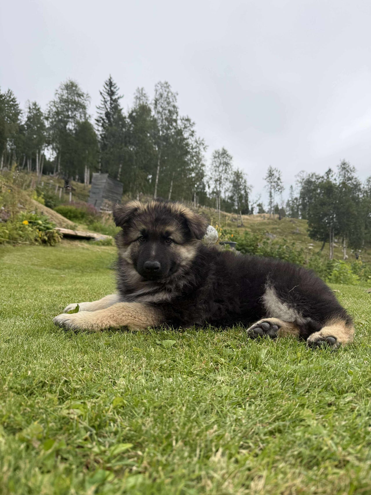 Schäferhund langhår