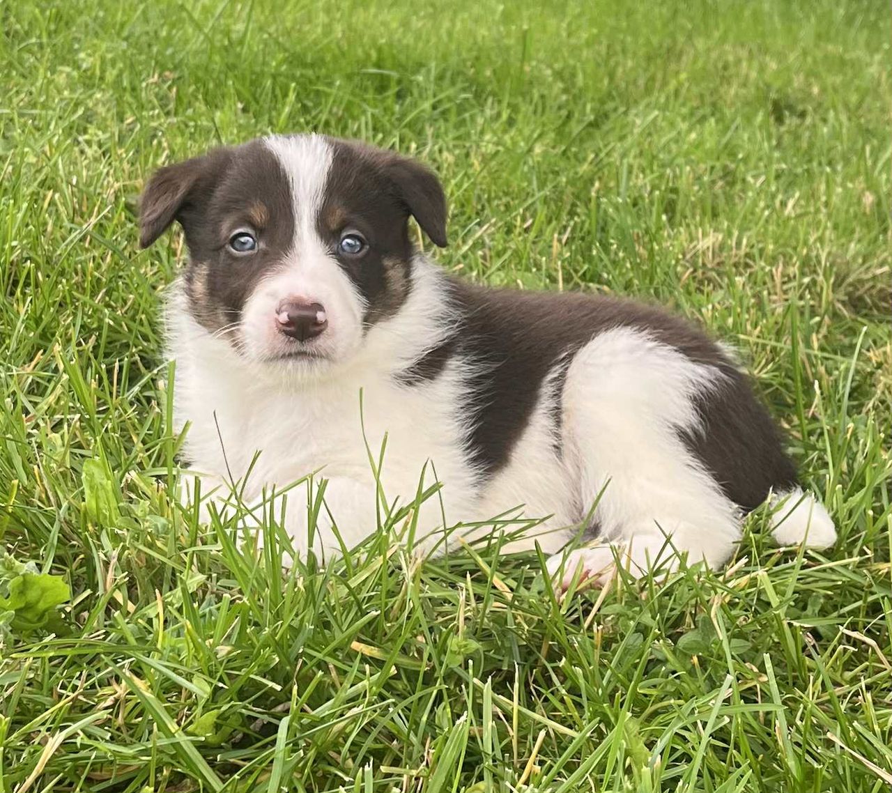 Border collie