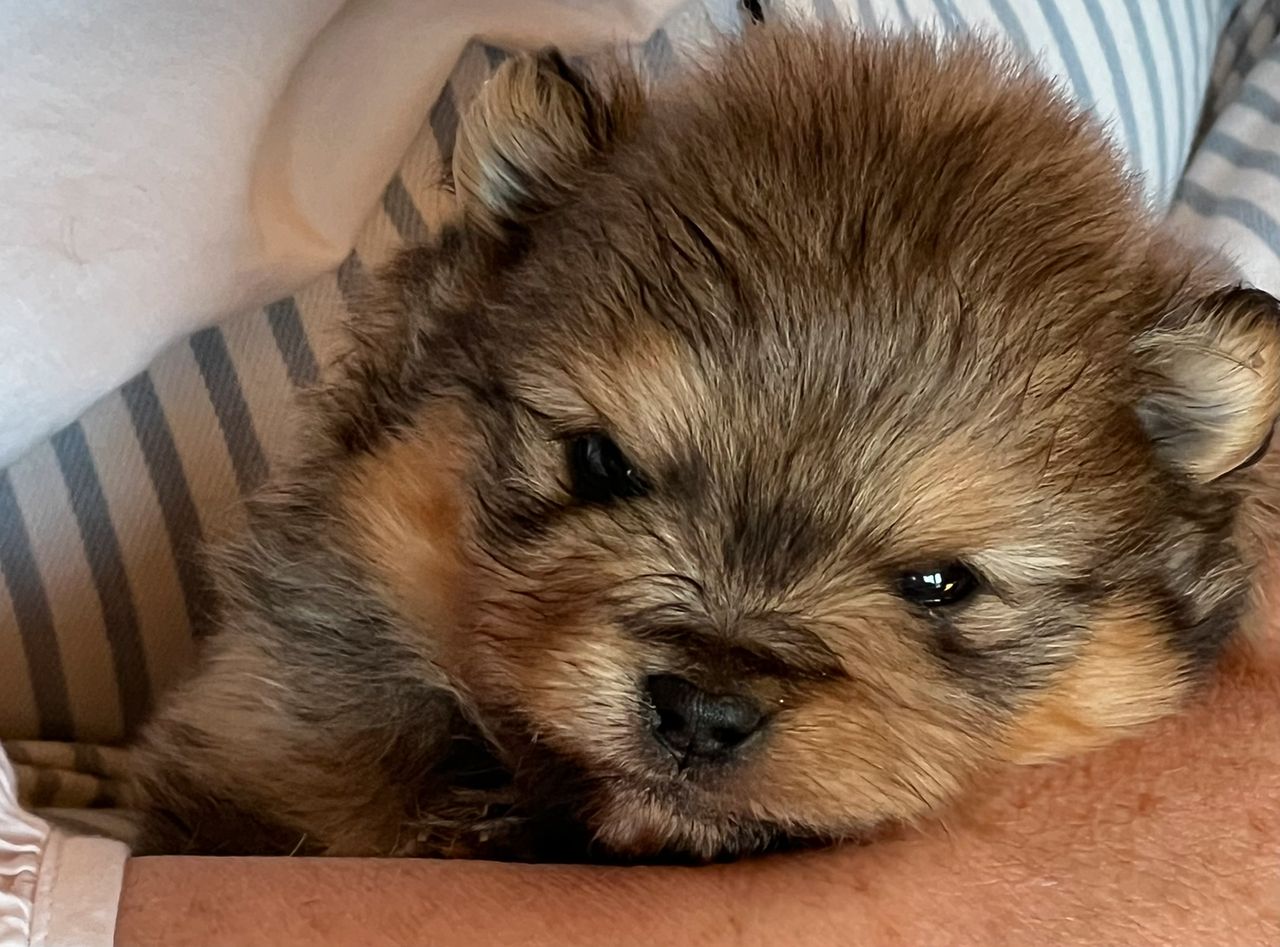 Pomeranian