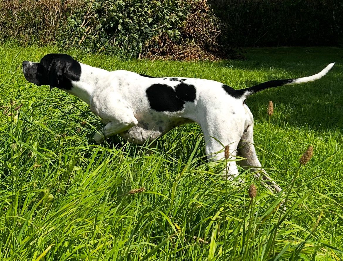 Pointer