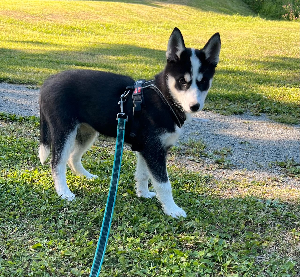 Siberian husky