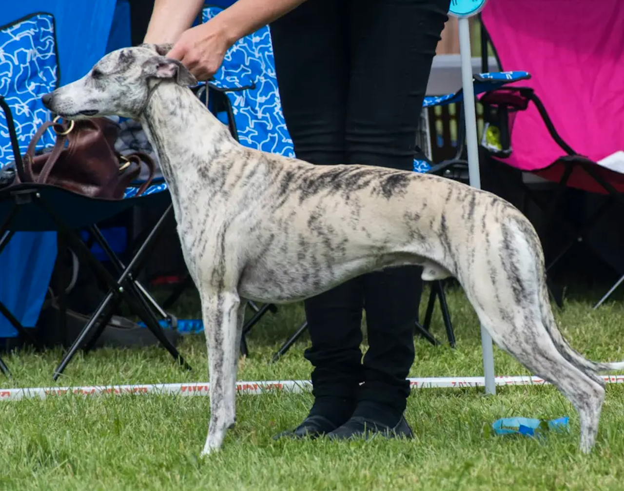 Whippet