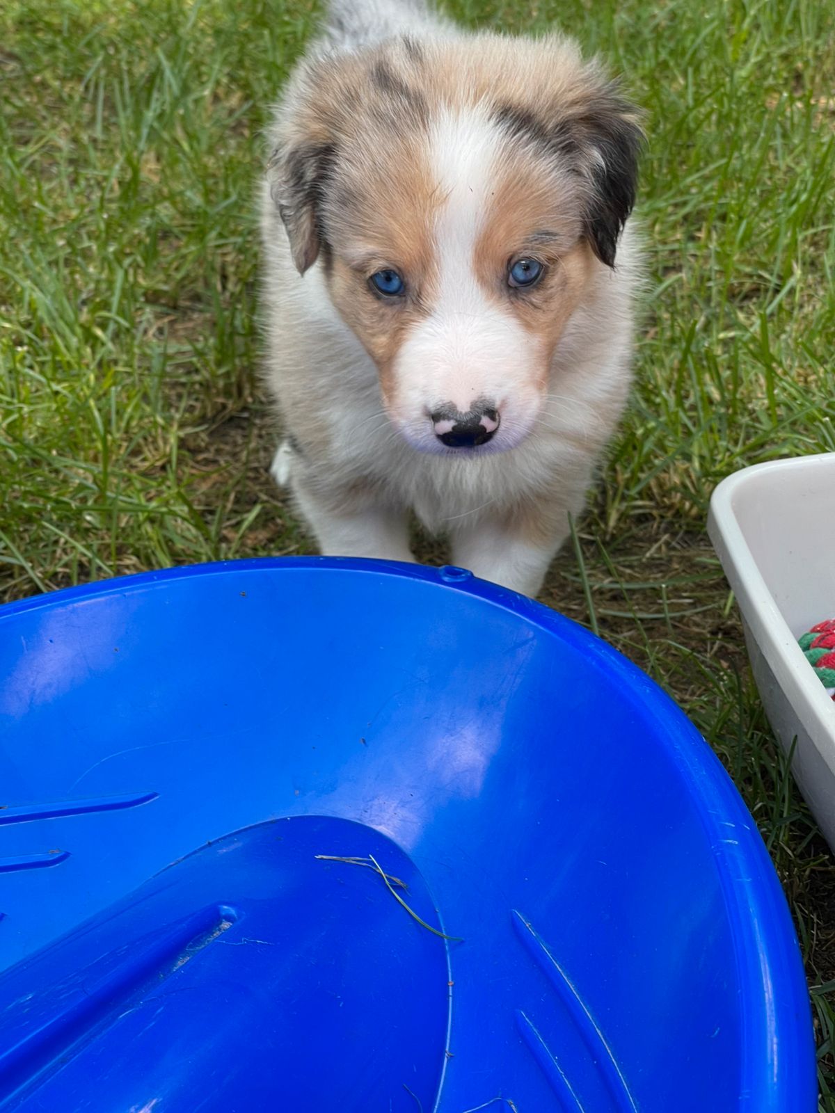 Border collie