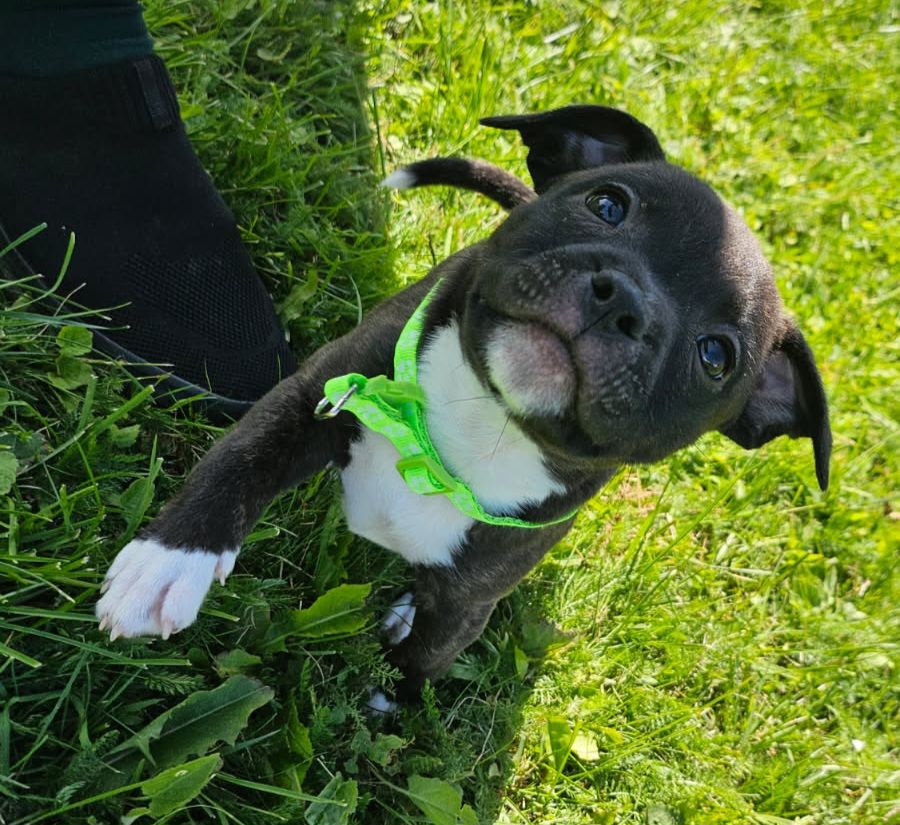 Staffordshire bull terrier