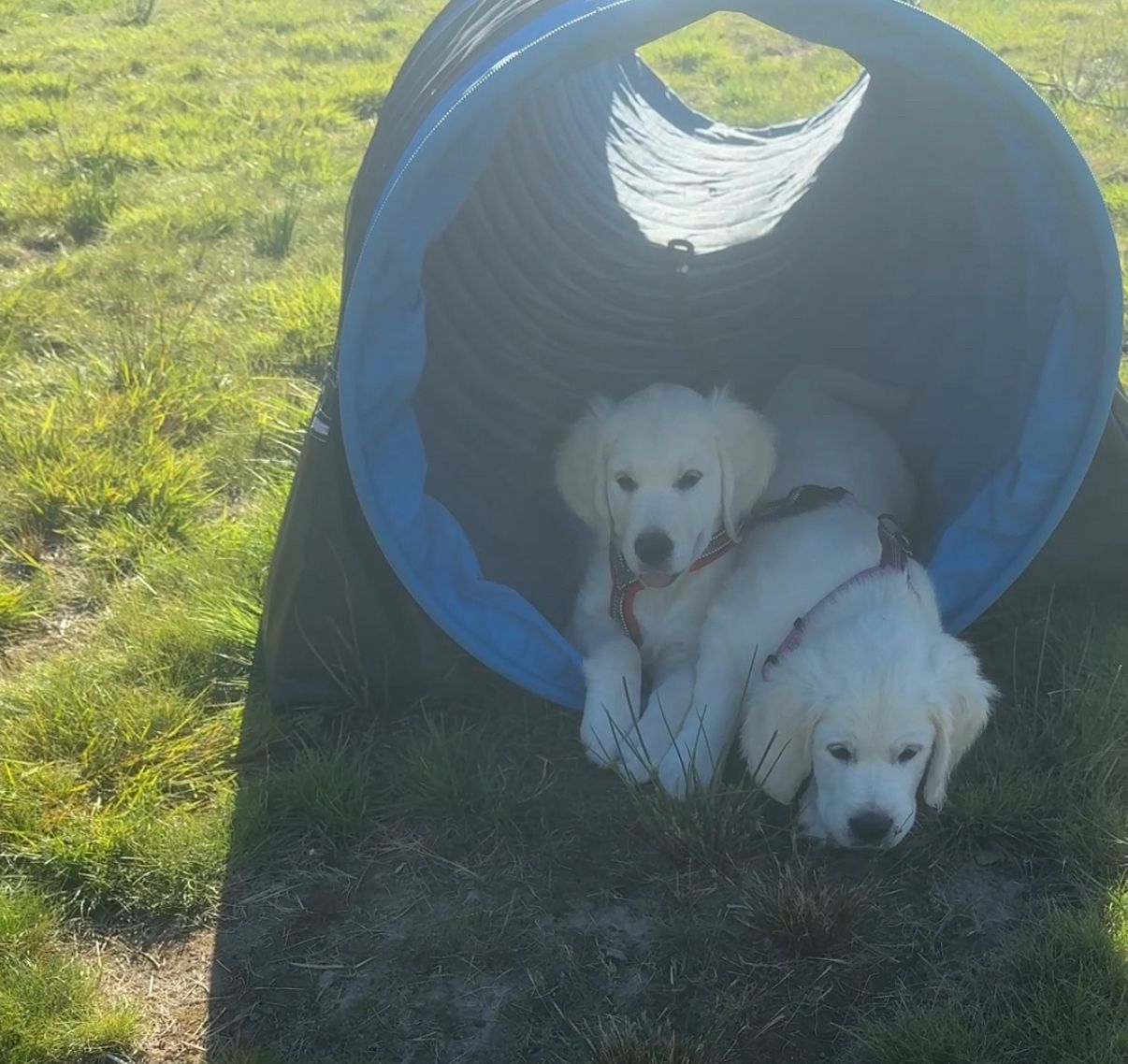 Golden retriever