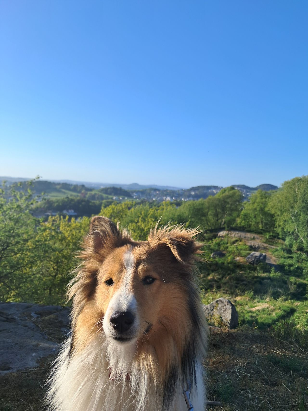 Shetland sheepdog