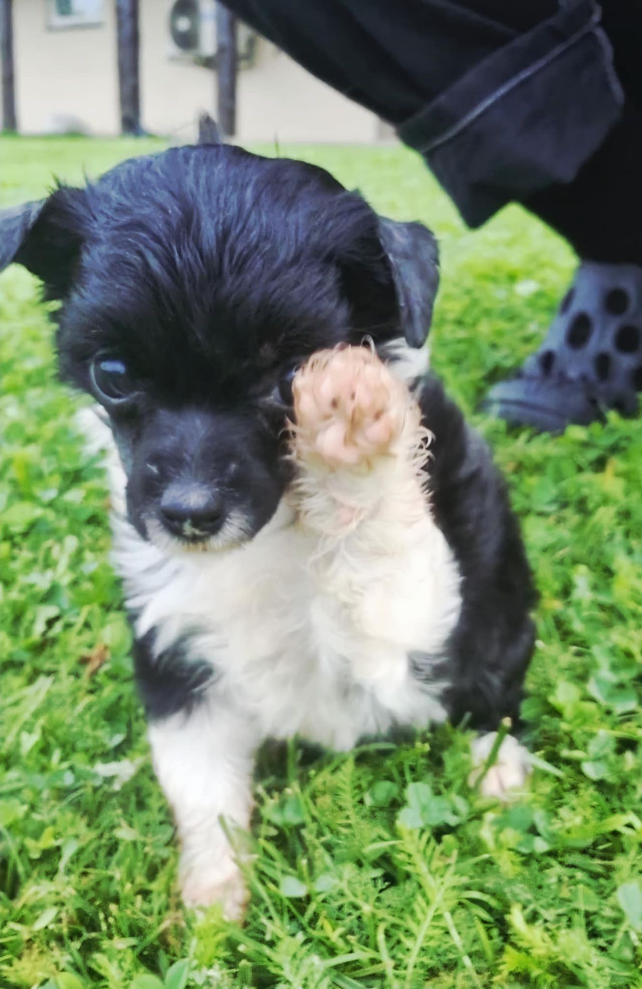 Chinese crested powderpuff