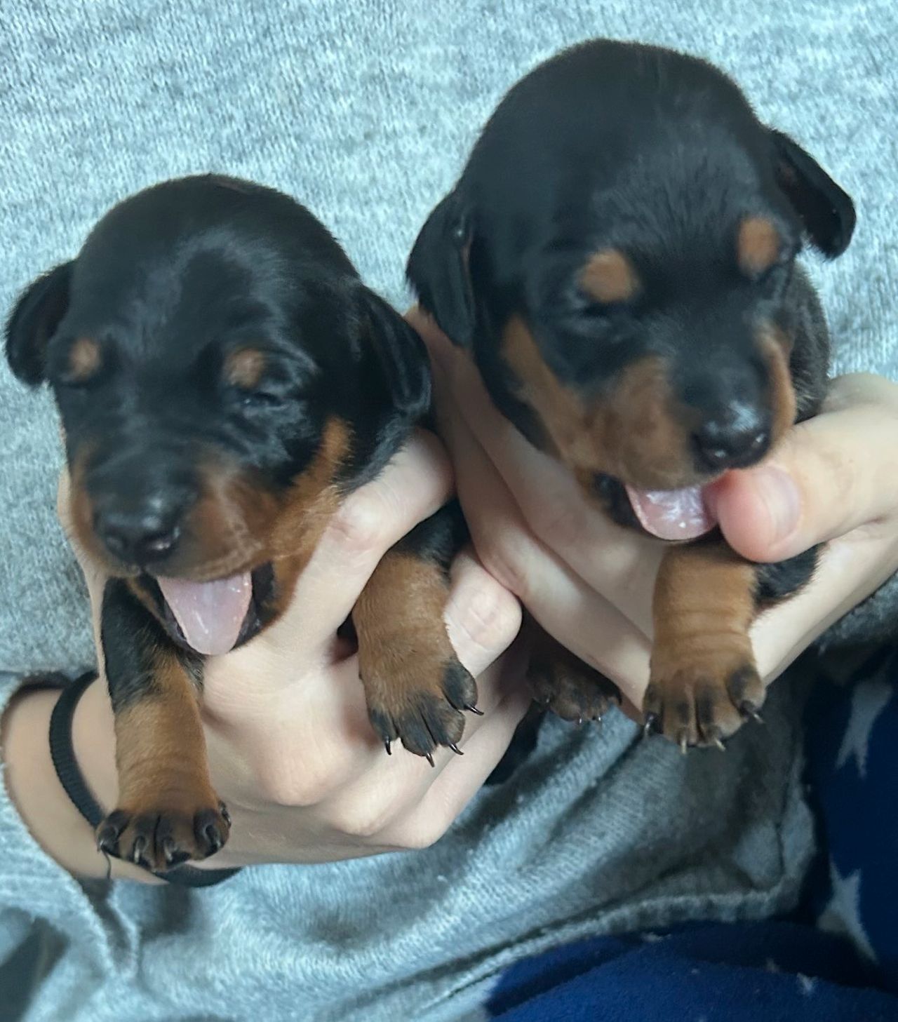 Dvergpinscher