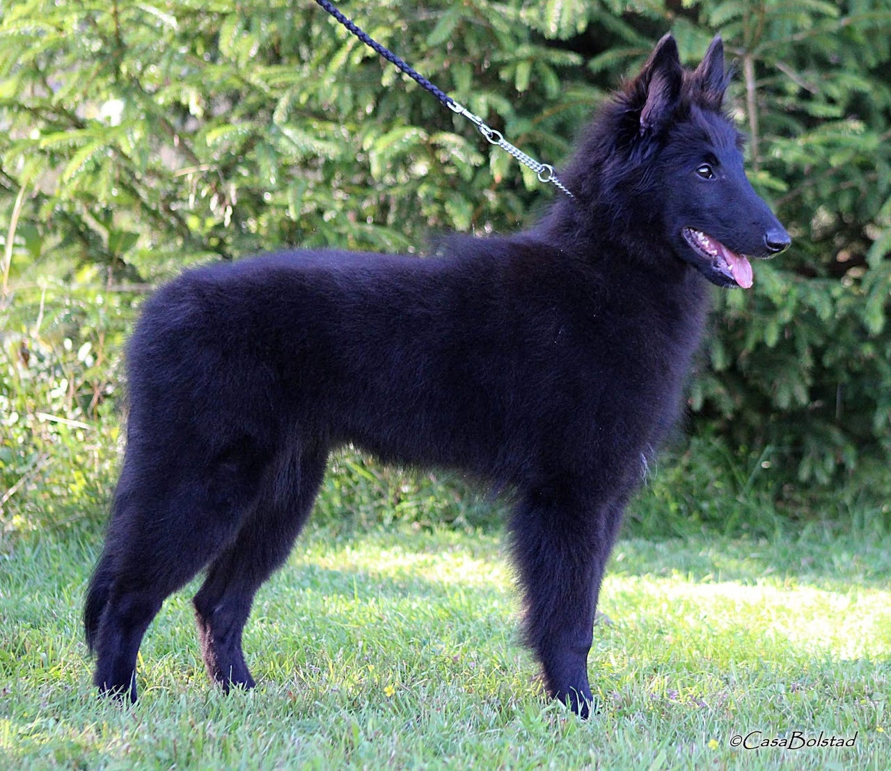 Belgisk fårehund, groenendael