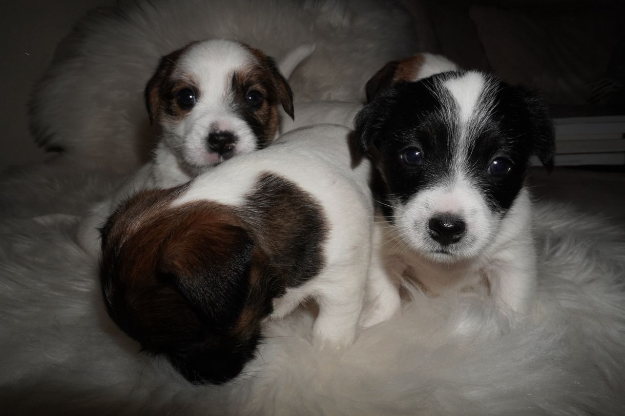 Jack russell terrier
