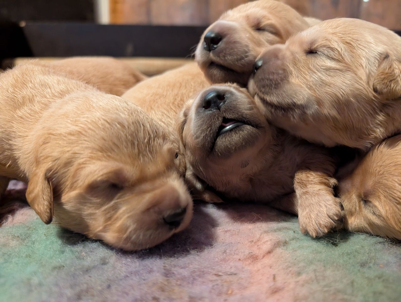 Golden retriever