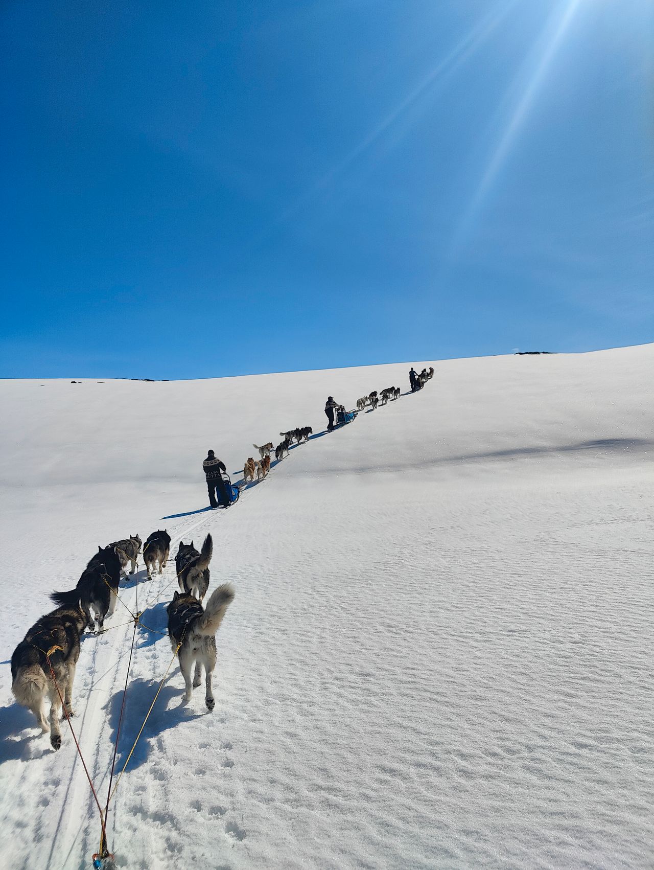 Alaskan malamute